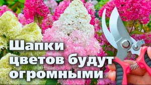 ЛЕТНЯЯ ОБРЕЗКА ГОРТЕНЗИИ