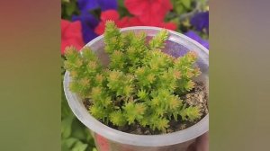 Седум Sedum sexangulare
