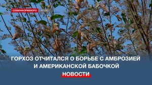 Горхоз Севастополя отчитался о борьбе с амброзией и американской бабочкой