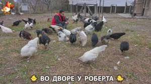 Содержание кур в домашних условиях и других птиц во дворе у Роберта 🐣🐤🦆🐔🪿🦃 (7)