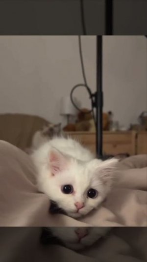 Моя Пушинка☺️❤️