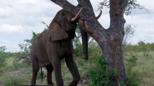 Пьяные животные и плоды дерева марула. Миф или реальность?