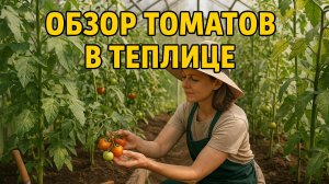 Обзор томатов в теплице: завязи и болячки!