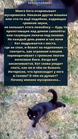 Очарованный Кот #кошки #котики #кот