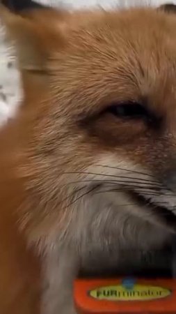 🦊🦊🦊