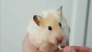 Смотреть всем как хомяк ест ростки фасоли🔥