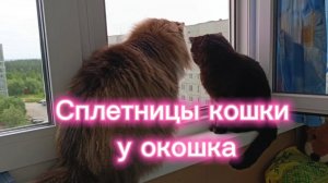 Кошки с озвучкой.