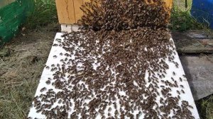 #13 Заселяем рой на новую жилплощадь 01-07-2025