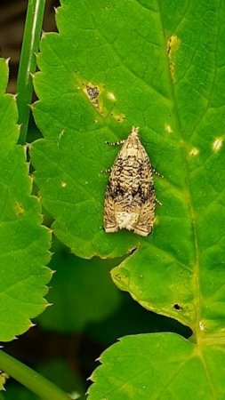 листовертка земляничная почковая (Syricoris lacunana)
