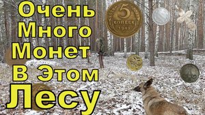 Нашел Множество Монет в Дремучем Лесу. Алиса Указала Путь. Коп 2025