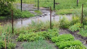 В деревне идет дождь, уютная жизнь в деревне