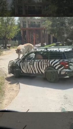 Большие кошки тоже любят кататься на машинах 😊