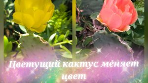 Цветущий кактус меняет цвет.