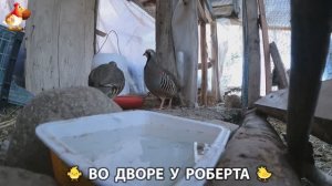 Содержание кур в домашних условиях и других птиц во дворе у Роберта 🐣🐤🦆🐔🪿🦃 (8)
