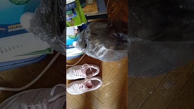 котята, поменяли мешки для мусора