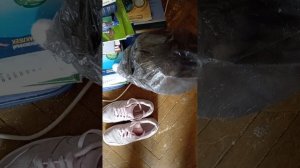 котята, поменяли мешки для мусора