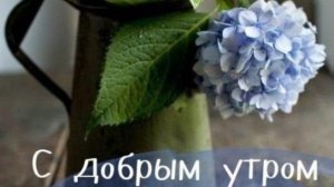 РАНЕЕ ЛЕТНЕЕ УТРО #лучшее #топпубликаций #нравится #like #красиво #топ #цветы #клумбацветочная