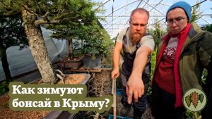 Как там зимуют деревья бонсай у Александра Пожидаева? / обзор  коллекции