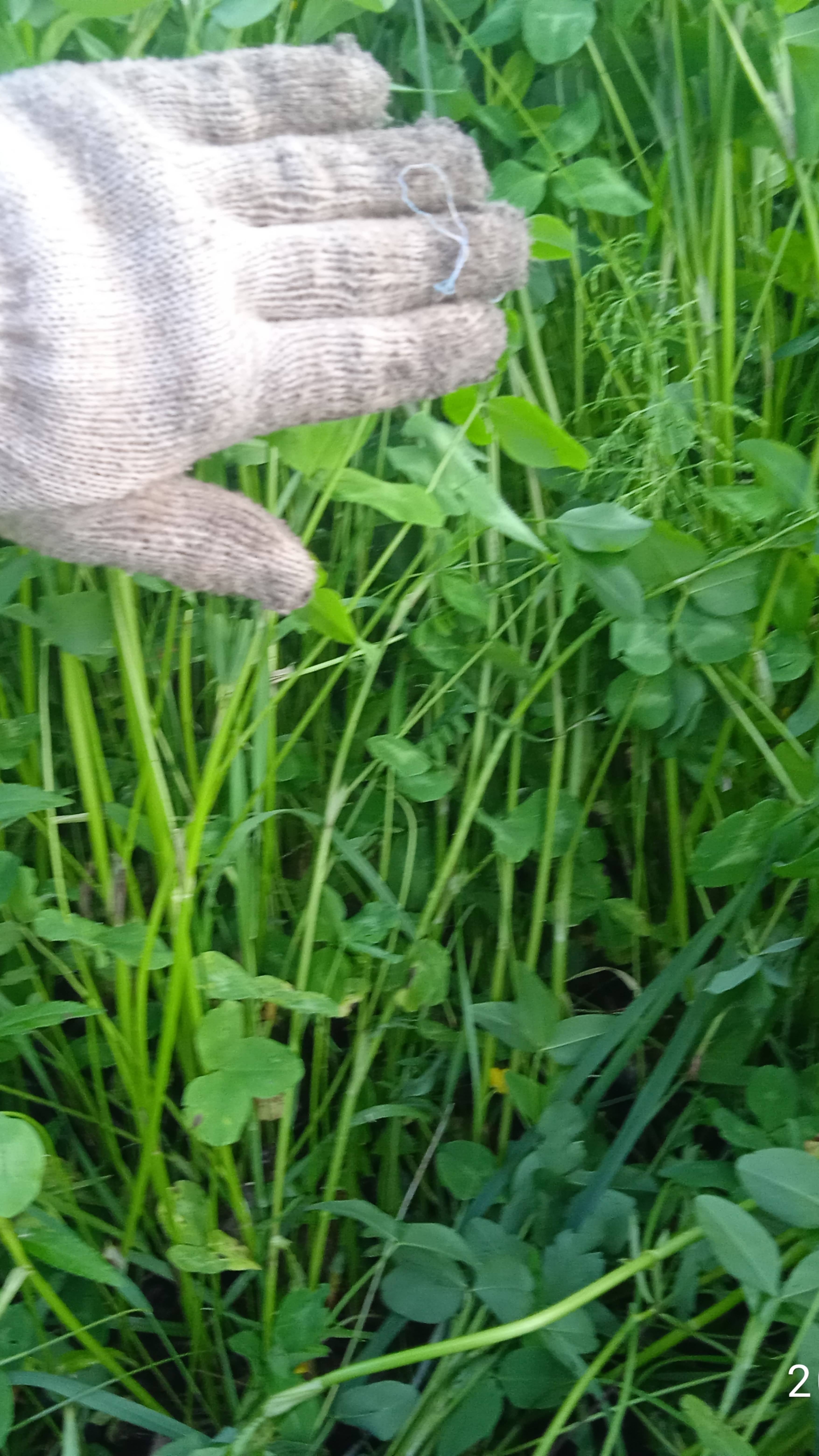 Восстановление травостоя на сенокосе.