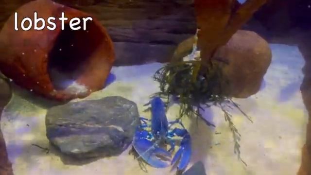 Изучайте названия морских животных в пруду для самых маленьких Рыба фугу, осьминог, Кит, Краб, тюлен