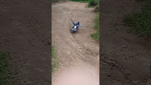 видео драка голубей и утки