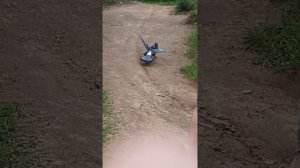 видео драка голубей и утки