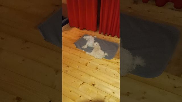 Малыши - беляши