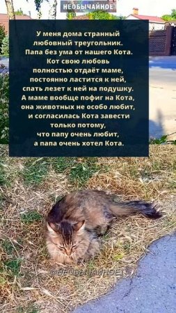 Любовный треугольник #кошки #котики #кот
