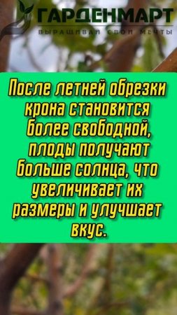 Летняя обрезка — секрет здорового сада!