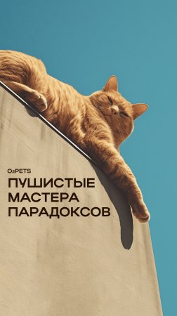 Пушистые мастера парадоксов