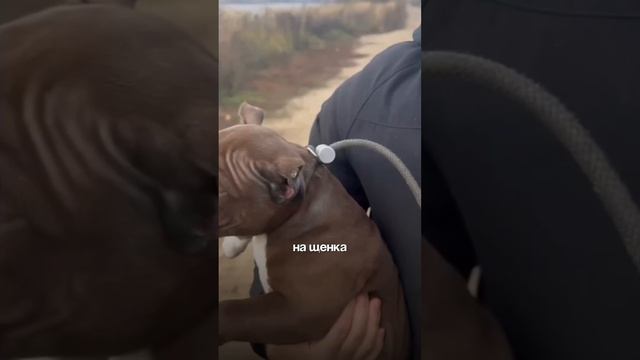 СРОЧНО БЕГИТЕ ОТ КИНОЛОГОВ☝️

Досмотрите видео до конца