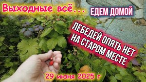 Едем домой - лебедей нет 29 июня 2025 г