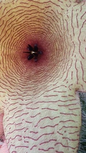 Stapelia gigantea