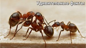 Удивительные факты о муравьях!