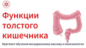 Функции толстого кишечника. Фрагмент обучения висцеральному массажу и кинезиологии