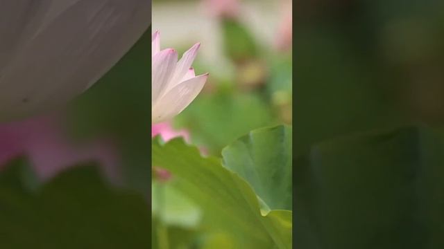 9 #шричинмой #шричинмоймузыка #шричинмойпоёт #шанти #покой #мантра #shanti #peace