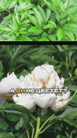 Пион Не Зацветет Если Вы Делаете ТАК!🚫🌸