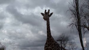 «Жираф» Николай Гумилев. Видео поэзия.