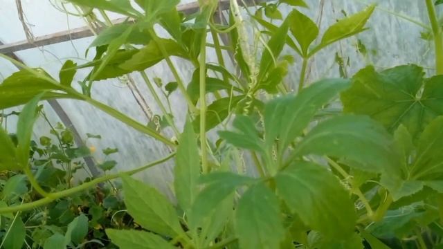 Огурец из Перу!!  ЦИКЛАНТЕРА!