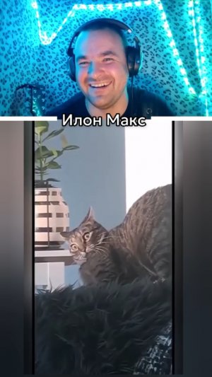 Что с этим котом?😄