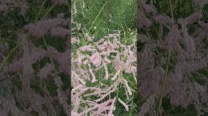 Кустарник тамарикс - это атмосфера спокойствия и стабильности.