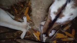 ЖИВОТНЫЕ / ЕДЯТ КУКУРУЗУ 🌽 - НАБИВАЮТ ЖИВОТЫ 🐐🐑