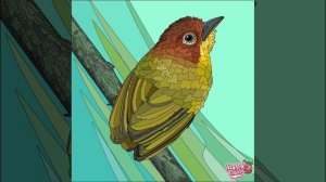 Птицы 501-510