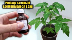 1 Капля под любую рассаду, и она разрастается сильной, приземистой и устойчивой!