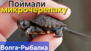 🔥Поймали Микро-ЧЕРЕПАШКУ на берегу Волги🔥 рыбалка в Астрахани-2025 !!!