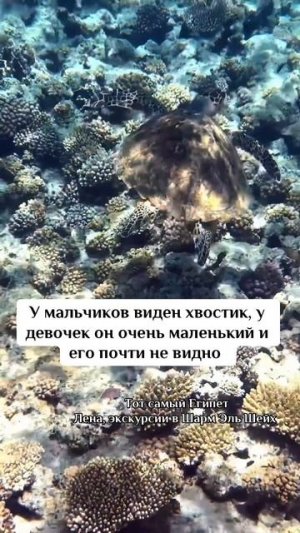 Как определить пол морской черепахи ?