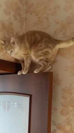 Делаю все что угодно