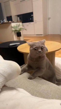 Funny cats compilations 😺🤣🤣 #funnycats #funnyvideos #funny