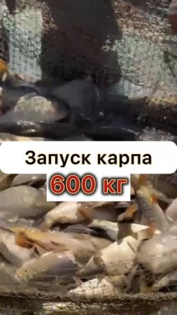Ожидается пополнение карпом! Точим крючки!