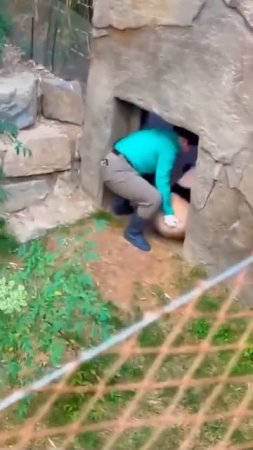 В Китае есть несколько крупных центров по разведению гигантских панд